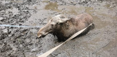 Młody łoś ugrzązł w bagnie. Trzy godziny ratowali go myśliwi i strażacy. Kiedy go wydobyli, zrobił coś niesamowitego