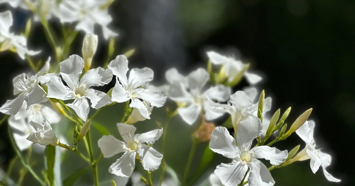 Kiedy schować oleander na zimę?