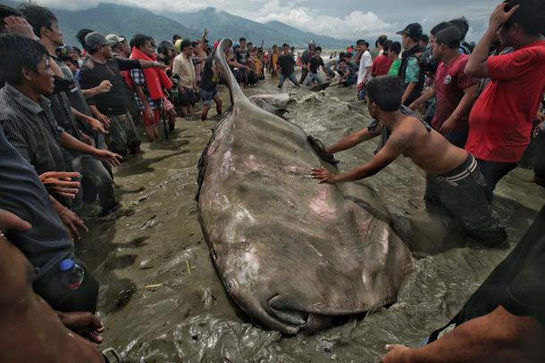 Stranded Whale in Indonesia 
