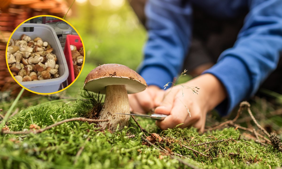 Włosi przyłapani z 36 kg grzybów na granicy z Austrią. Służby nałożyły mandat