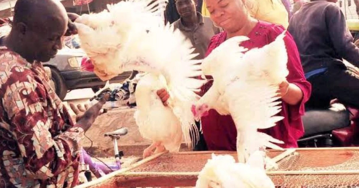 Kano residents lament high cost of chicken ahead of Christmas - Vimarsana News
