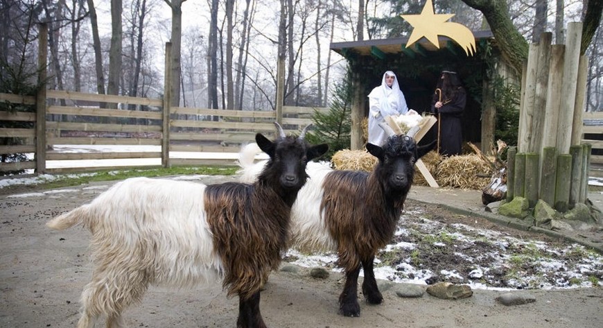 Święta Rodzina w otoczeniu zwierząt będzie czekała na gości 25 i 26 grudnia od godz. 12.00 do 14.00