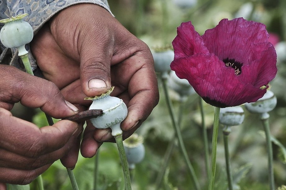 A man lances a poppy bulb to extract the sap, which will be used to make opium, at a field in the municipality of Heliodoro Castillo, in the mountain region of Guerrero.
