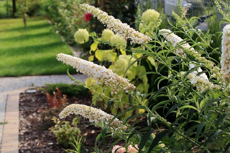 Budleja Dawida White Profusion - biała odmiana