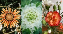 Wszystkich Świętych 2023: Rośliny idealne na cmentarz. Trwałe i odporne na mrozy [LISTA]