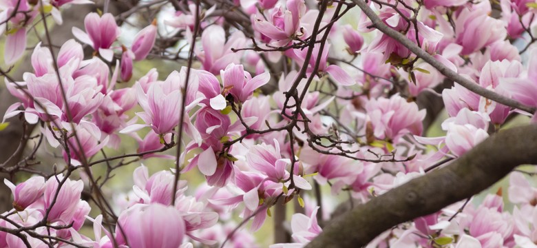 To najbardziej szkodzi magnolii. Uważaj, bo nie będzie kwitła