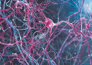 Dlaczego wierzysz w to co wierzysz: Spór na mózgi