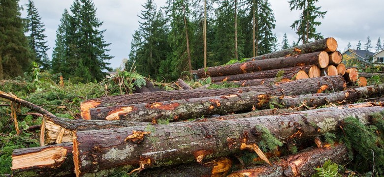 Niekontrolowana wycinka drzew w skali całego kraju? "Grozi nam Białowieża-bis"