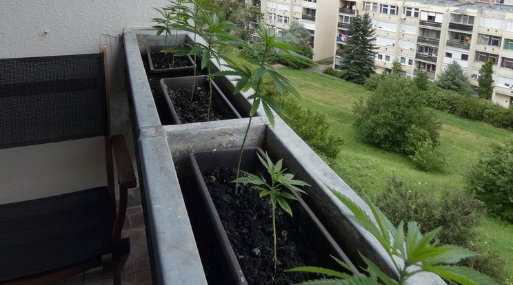 Virág helyett marihuánát termesztett az erkélyen a tarjáni férfi. / Fotó: Police.hu