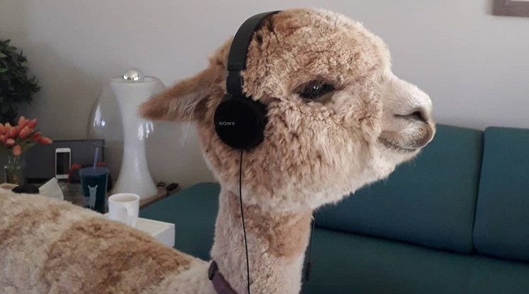 Az ilyen vicces fotóiért imád-ja a világháló közössége, ausztrál gazdái szerint Alfie szeret zenét hallgatni. Fotó: Alpaka-Instagram 
