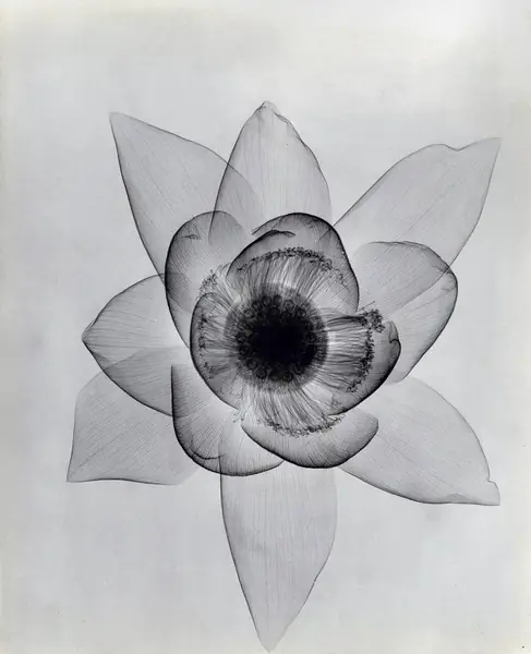 xrayflower3-832x1024