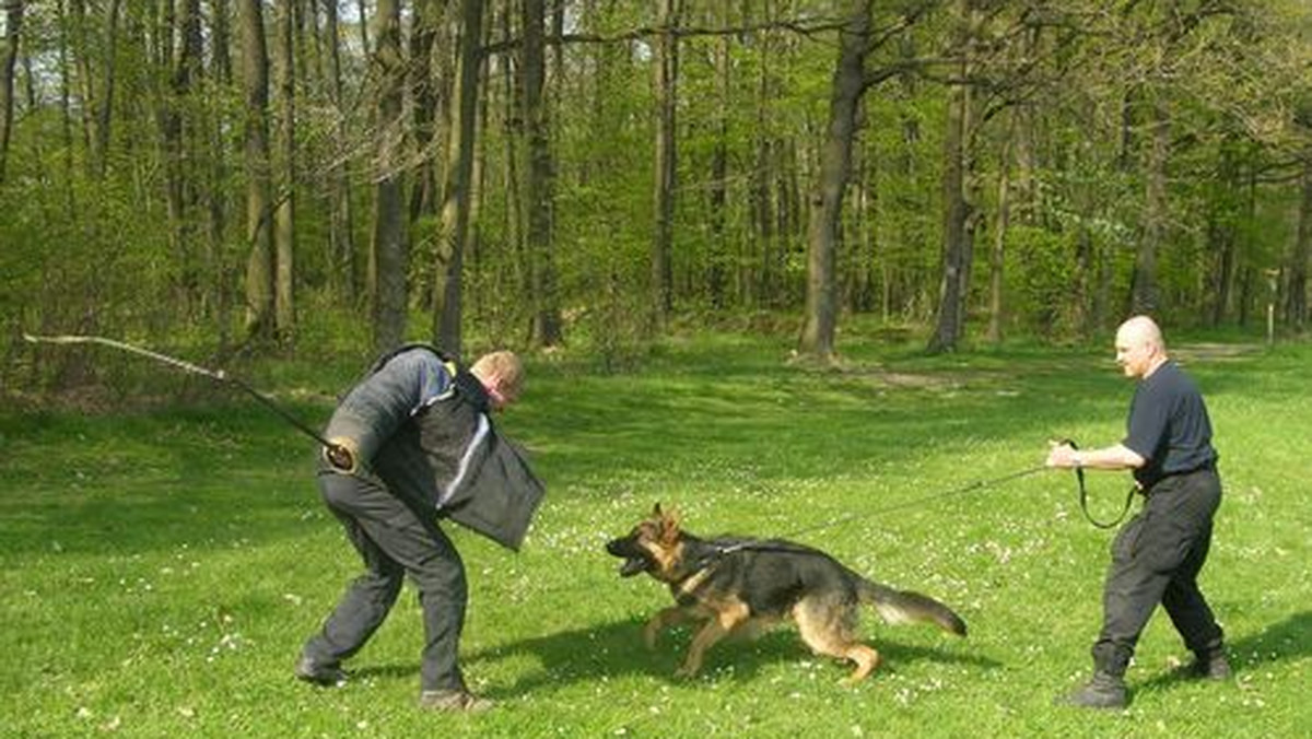 10 opolskich policjantów ze swoimi pupilami, oraz 4 przewodników z pieskami z Czech w ramach wzajemnej współpracy wzięło udział w ćwiczeniach przewodników psów służbowych.