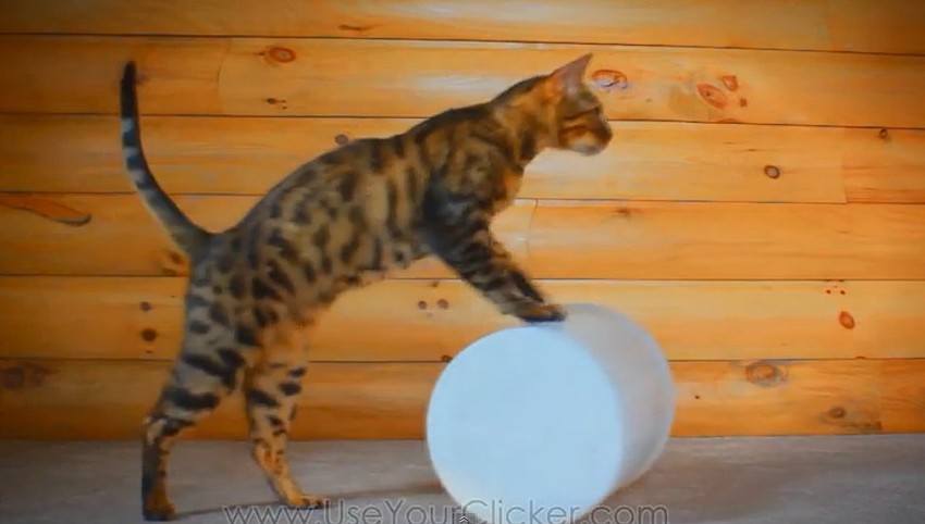 Ume i da pomaže po kući