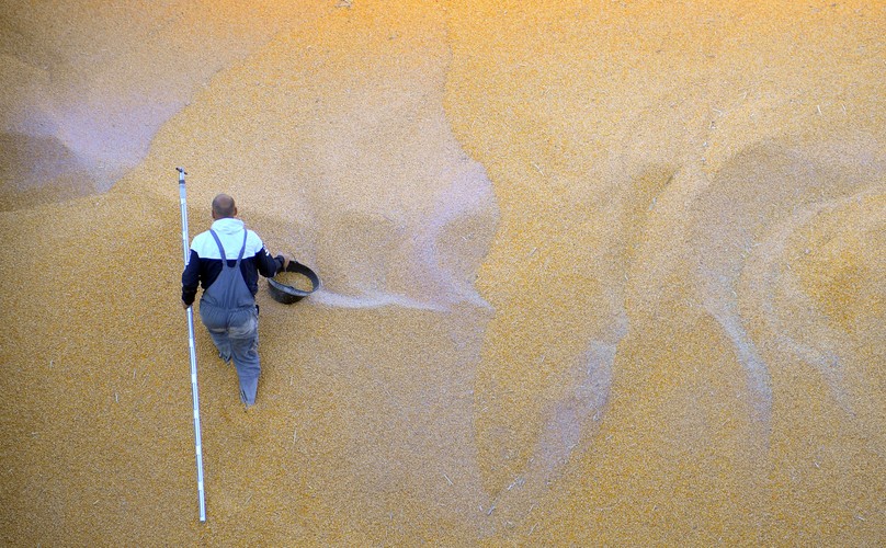 Australia znajduje się w ścisłej światowej czołówce indeksu Globarl Food Security w kategoriach „przystępność” i „jakość żywności” (kolejno 3. i 4. miejsce). Sytuacja kraju wygląda zdecydowanie gorzej pod względem podaży żywności (dopiero 14. pozycja w kategorii „dostępność”). Najmocniejszymi dziedzinami Australii w zakresie badanego obszaru są niski poziom ubóstwa, wysokość ceł na import produktów rolnych, bezpieczeństwo żywności i standardy w zakresie wartości odżywczych produktów spożywczych.  Na fot. pracownik zbiera pórbki kukurydzy. Autor: Oliver Bunic.