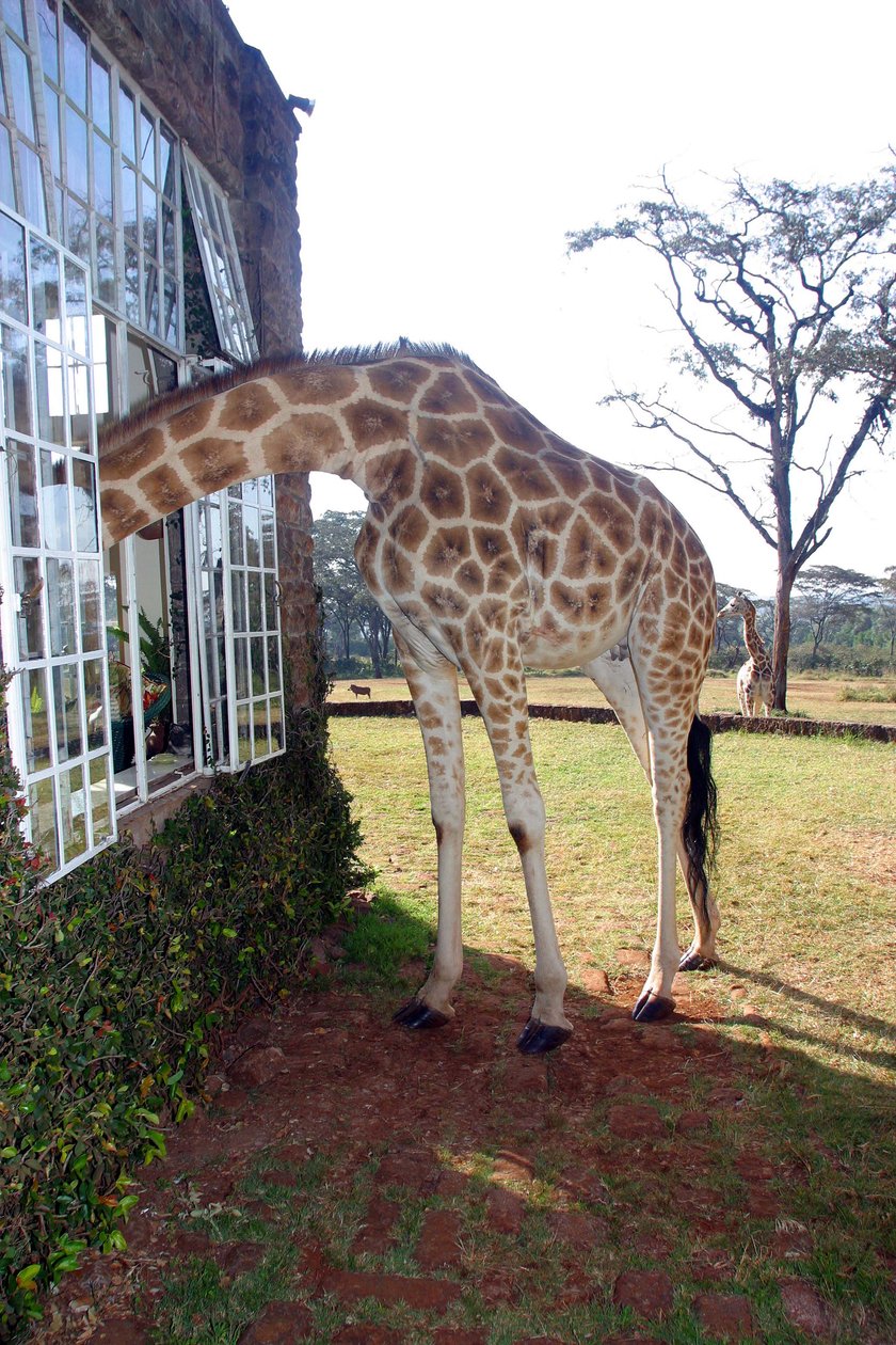 Najdziwniejsze hotele na świecie - Giraffe Manor