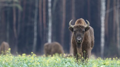 Żubr zaatakował turystę w Białowieży