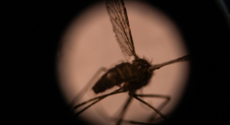 The Anopheles gambiae group of mosquito species are currently the main drivers of malaria's spread in Africa