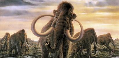 Znalazłem kieł mamuta! WIDEO