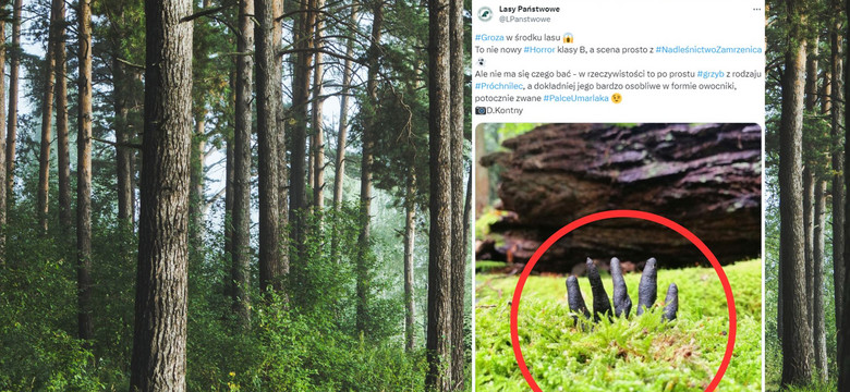 W polskim lesie znaleziono rękę nieboszczyka. Ten widok mrozi krew w żyłach