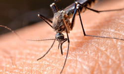 Siedem chorób przenoszonych przez komary - jest się czego bać!