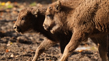 Dwaj nowi mieszkańcy zoo we Wrocławiu. Pomelo i Podgrzybek pojawili się na wybiegu