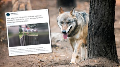 Atak wilków w centrum miasta. Zaatakowały łanię między blokami 