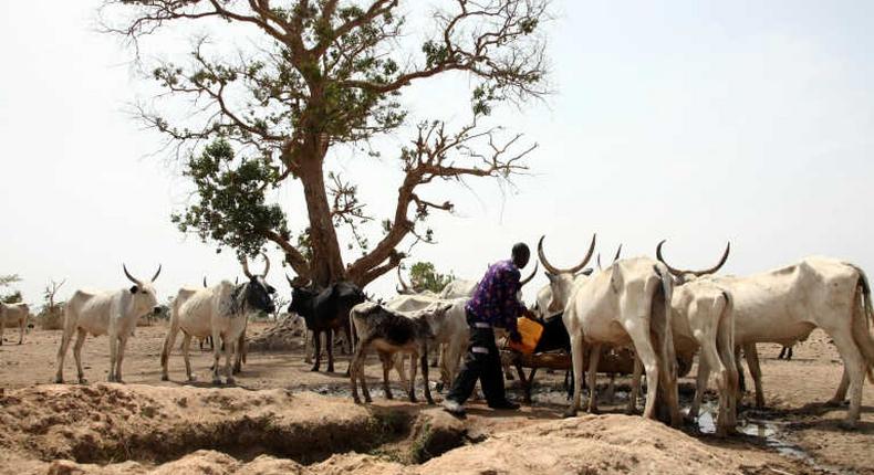 Miyetti Allah says herdsmen are willing to relocate to Sambisa forest.