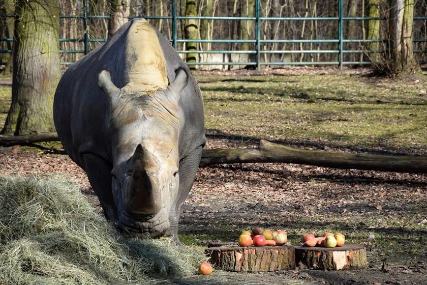 Spalili róg nosorożaca Kiwu w poznańskim zoo