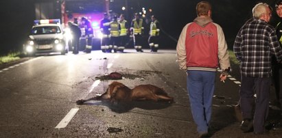 Samochód uderzył w jelenia. Dwie osoby ranne