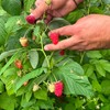  Maline
