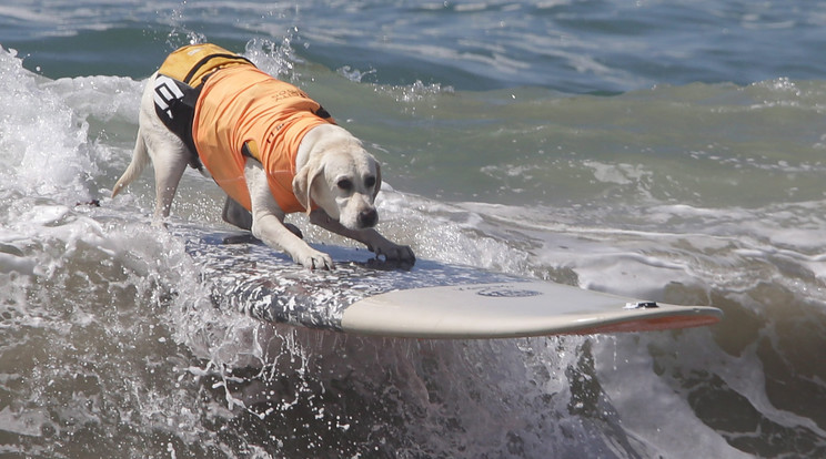Kissé riadt tekintettel szelte a hullámokat ez a kutyust / Fotó: MTI