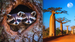 Trudny QUIZ z przyrody. Sprawdź, ile wiesz. Gotów na wyzwanie?