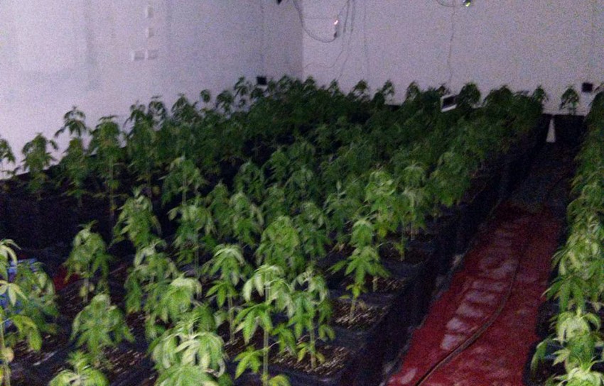 .Laboratorija marihuane otkrivena na Dedinju