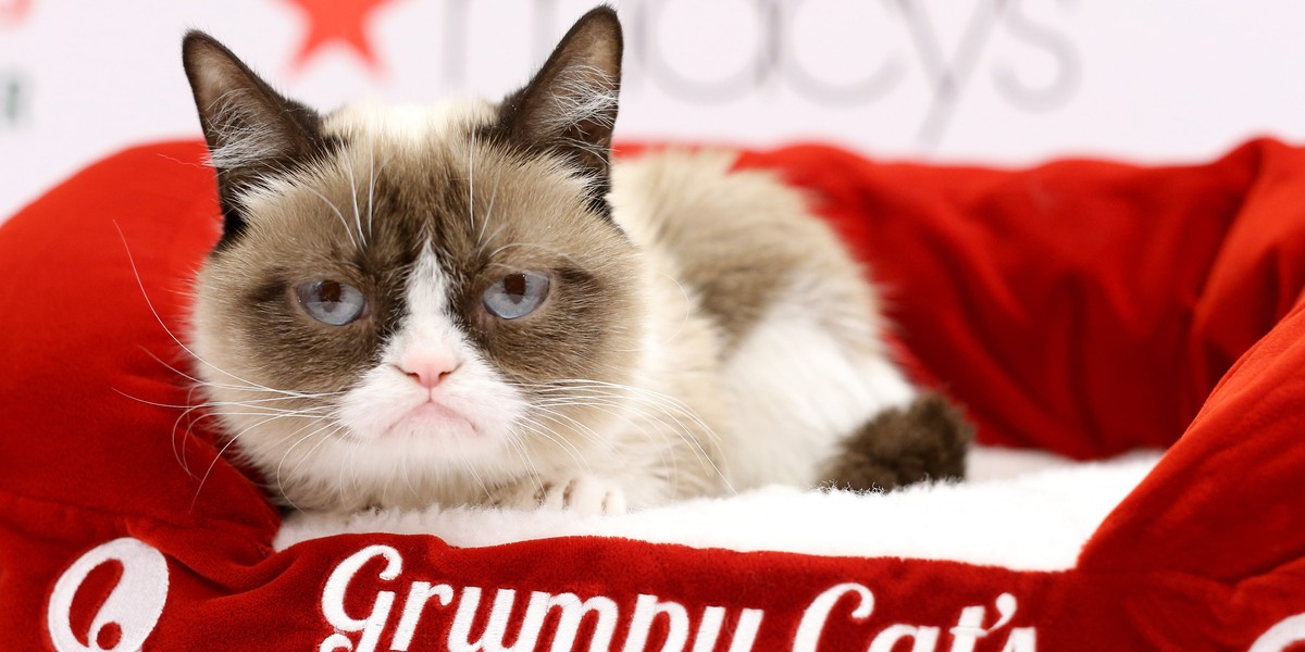 Grumpy Cat stała się tak popularna, że jej właścicielka mogła rzucić pracę kelnerki i założyć firmę Grumpy Cat Limited