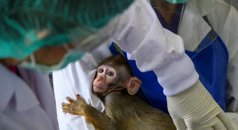 The testing phase on the macaque monkeys came after trials on mice were successful, researchers said