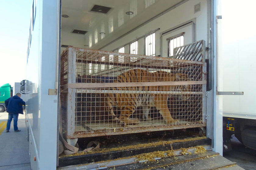Poznańskie zoo rusza z pomocą tygrysom uwięzionym na granicy