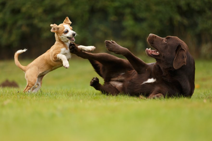 Labrador uwielbia ruch i zabawę - Nadine Haase/stock.adobe.com