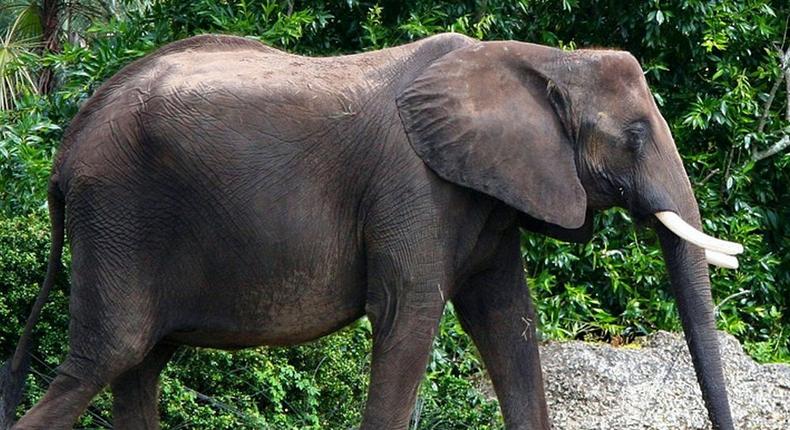 Wildlife: 4 poachers arrested for killing elephant in Ghana