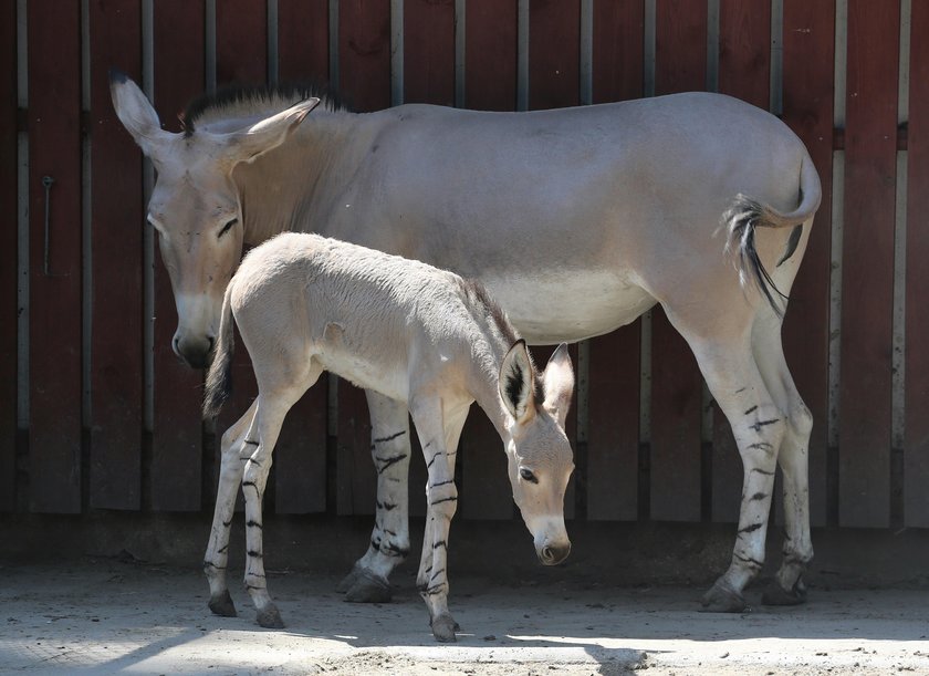 To urodziło się w ZOO