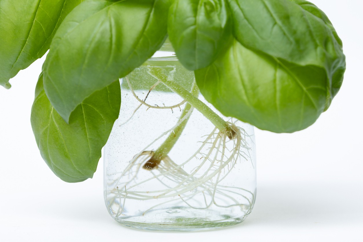 Odrezky bazalky vo vode pustia korienky a môžete si z nich vypestovať novú rastlinu. 