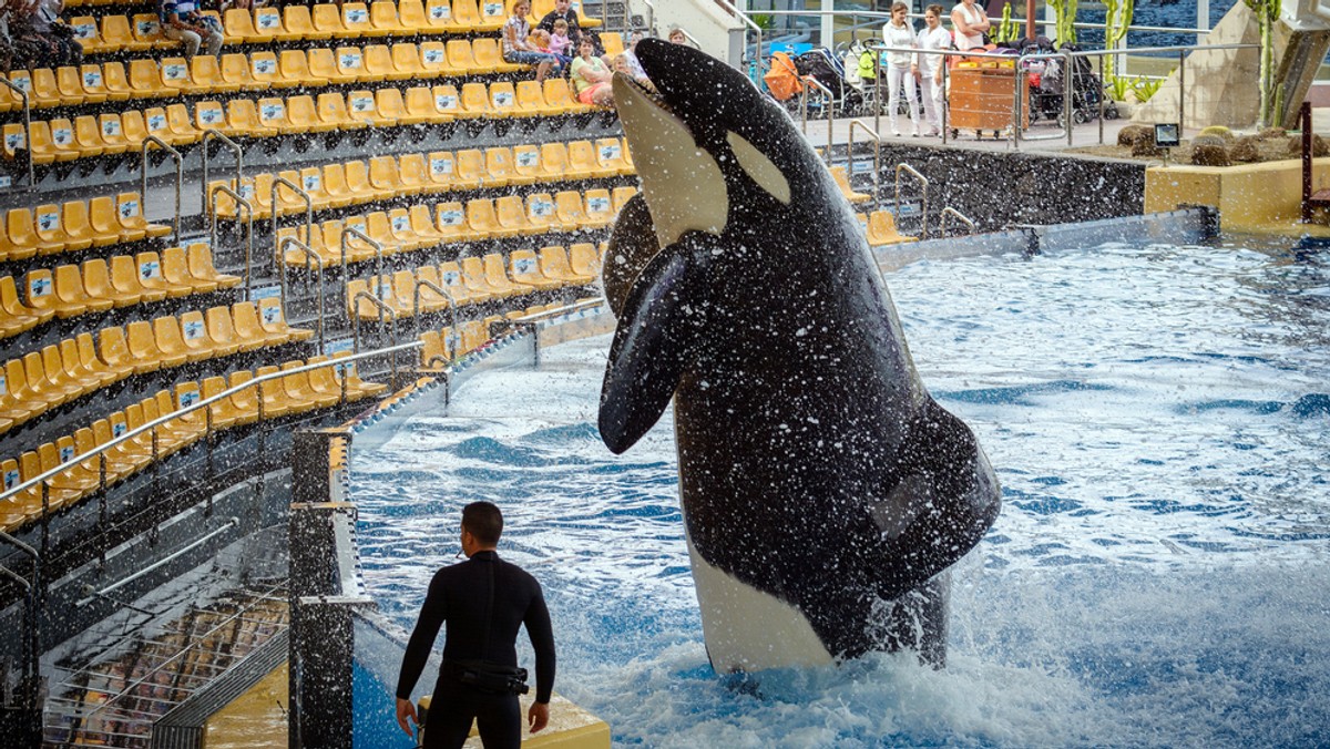 Park zwierzęcy na Teneryfie jako jeden z ostatnich ogrodów zoologicznych na świecie wciąż oferuje kontrowersyjne show z orkami oceanicznymi. Zwierzęta tego nie wytrzymują, wyskakują z basenu, próbując popełnić samobójstwo, ale dyrektor nie odpuszcza.