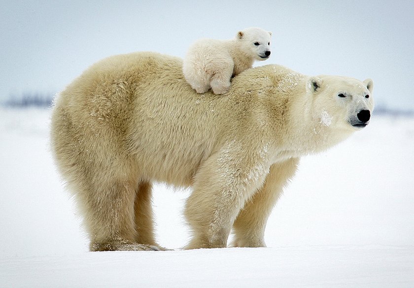 Misie polarne