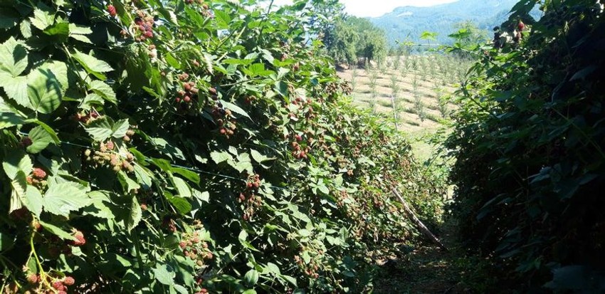 Kupina poslednjih godina doživela veliku ekspanziju