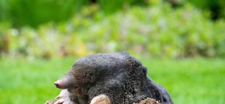 Posadź tę roślinę w ogrodzie. Kopce kretów na trawniku będą tylko wspomnieniem