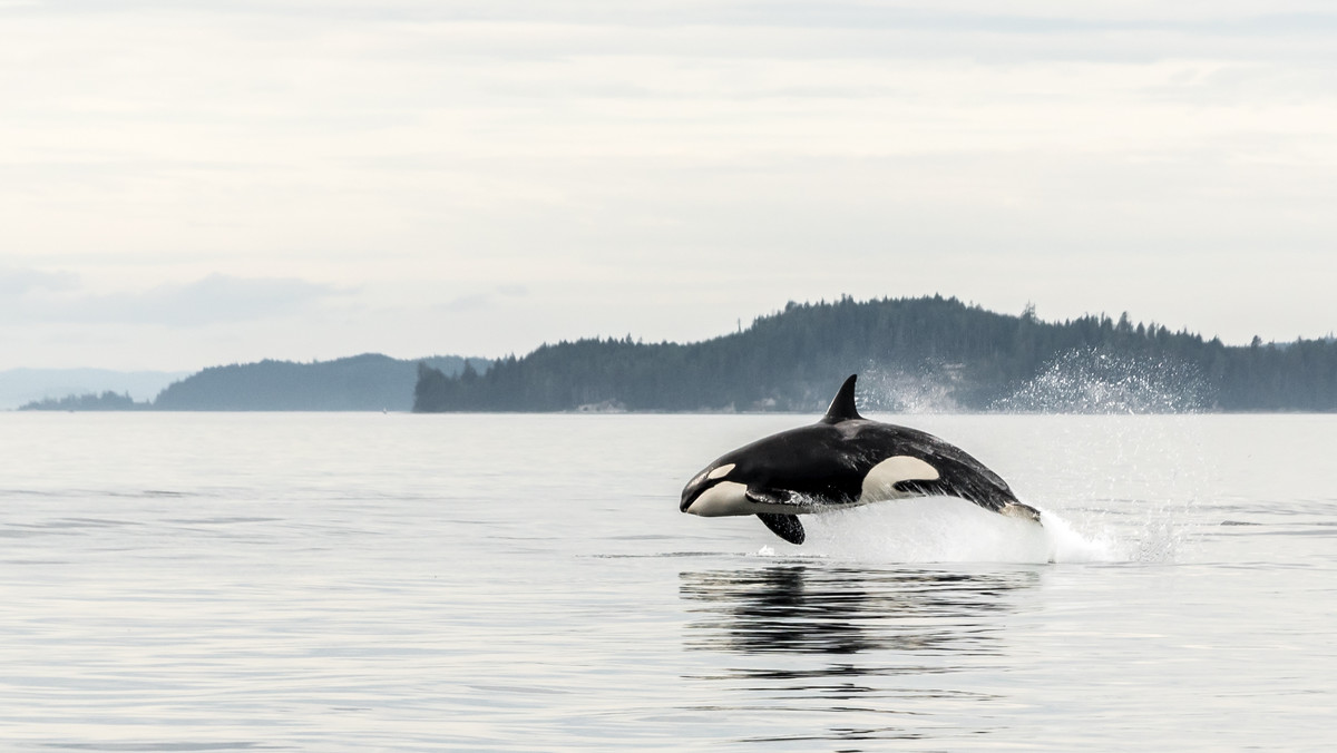 W akcję ratunkową młodej orki w Kanadzie włączyła się skrzypaczka