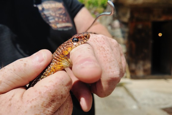 SLOBODANU SE ZMIJA DVA DANA ZAREDOM POJAVLJIVALA IZNAD GLAVE U STAROJ KUĆI Evo šta se zapravo dogodilo dok je pekao rakiju: Stigao zmijolovac i otkrio pravu istinu (FOTO)