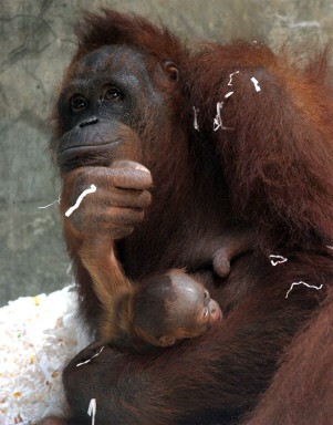 INDONESIA-WILDLIFE-ORANG UTAN