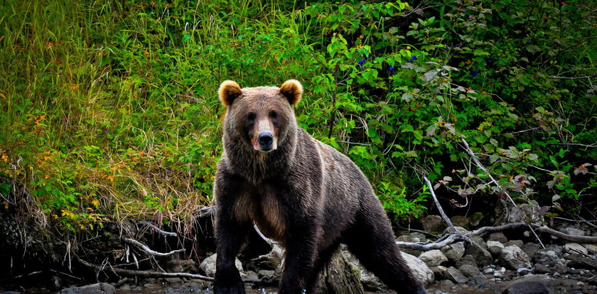 Białoruski niedźwiedź szaleje w Polsce! Służby ostrzegają
