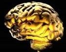 brain-d0000001Ec5dd1342803c