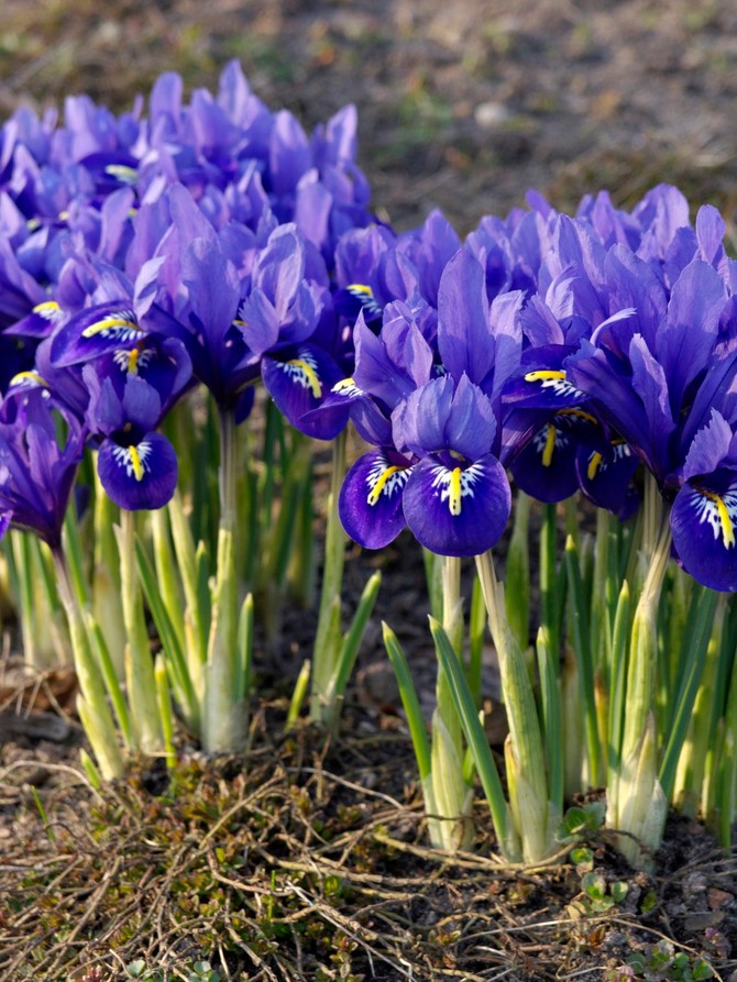 Perunik/iris